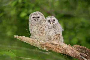 Varia: Barred Owl fledglings just outside of their nest cavity