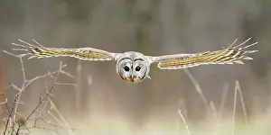 Varia: Barred Owl in Flight