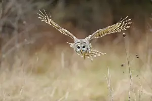 Varia: Barred owl in Flight
