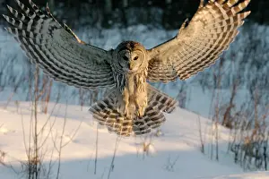 Pouncing: Barred OWL - at hunt, diving down for prey