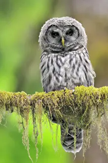 Fledged: Barred Owl - owlet (only recently fledged)