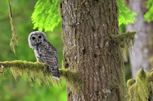 Fledged: Barred Owl - owlet (only recently fledged)