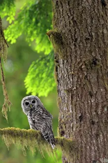 Fledged: Barred Owl - owlet (only recently fledged)