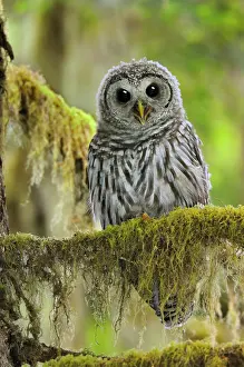 Fledged: Barred Owl - owlet (only recently fledged)