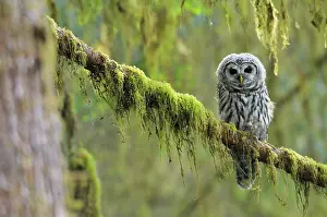 Fledged: Barred Owl - owlet (only recently fledged)