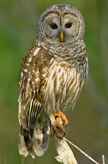 Talon: Barred Owl - on perch, Atchafalya River basin