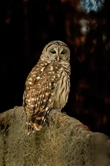 County: Barred owl perched in bald cypress forest with Spanish moss