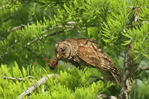 Crayfishes: Barred Owl - With prey