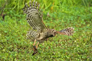 Crayfishes: Barred Owl preying on crayfish (crawfish) in southern swamp