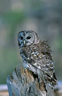 Varia: Barred Owl in Spring