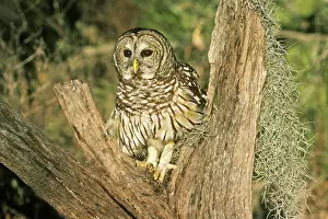 Varia: Barred Owl (Strix varia)