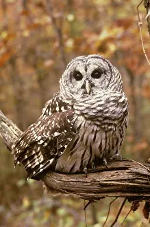 Varia: Barred Owl (Strix varia)