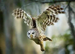 Marion: Barred Owl (Strix varia) adult in flight