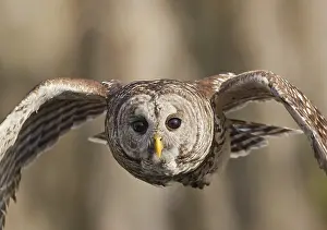 Strix: Barred Owl (Strix varia) flying, Florida, USA, North America