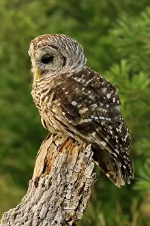 Varia: Barred Owl, Strix varia, Michigan
