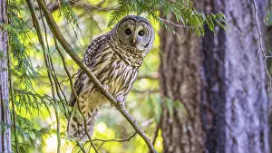 Waiting: A Barred Owl (Strix varia) perching on a tree branch in a forest