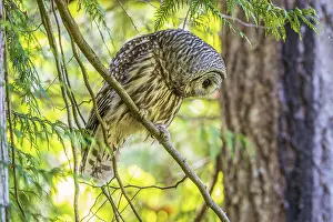 Catch: A Barred Owl (Strix varia) searches for prey from a tree in the forest