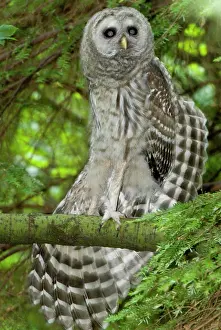 Chordate: Barred owl, Strix varia, Stanley Park, British