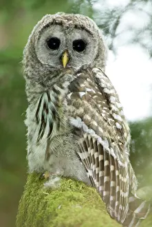 Chordate: Barred owl, Strix varia, Stanley Park, British