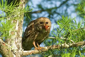 Crayfishes: Barred Owl - in tree with prey in mouth