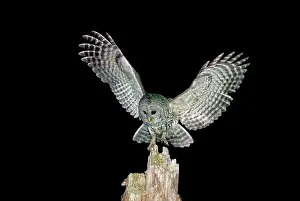 Varia: Barred Owl - Winter bird in flight