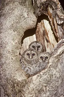 Nestling: Barred Owls (Strix varia) at nest