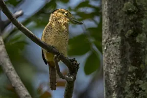 110119: Barred Puffbird (Nystalus radiatus) Rio Claro Natural