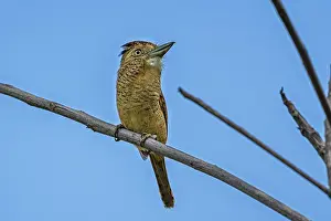 110119: Barred Puffbird (Nystalus radiatus) Rio Claro Natural