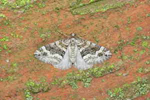 Geometer: Barred Rivulet Moth