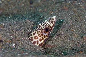 Congridae: Barred Sand Conger - Bintang Divers dive site, Amed