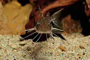 Catfish: Barred sorubim (Pseudoplatystoma fasciatum) in aquarium