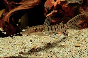 Catfish: Barred sorubim (Pseudoplatystoma fasciatum) in aquarium
