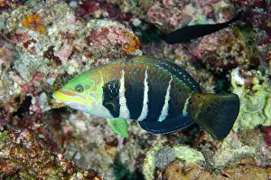 Labriformes: Barred Thicklip Wrasse