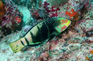 Candidasa: Barred Thicklip Wrasse with courtship colours