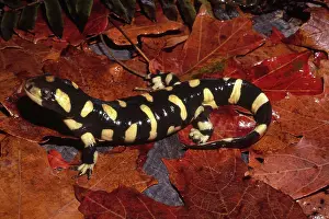 Ambystomatidae: Barred Tiger Salamander