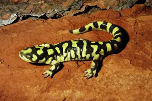 Dakota: Barred Tiger Salamander