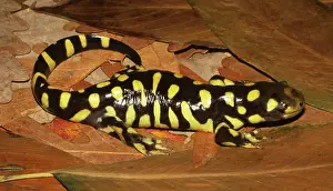 Caudata: Barred Tiger Salamander