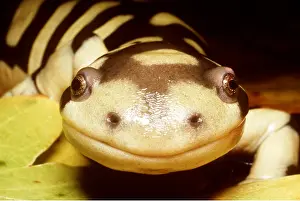 Staring: Barred Tiger Salamander - close up of face
