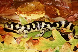 Mary Clay: Barred Tiger Salamander - on damp autumn leaves under log