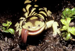 Earthworms: Barred Tiger SALAMANDER - eating earthworm
