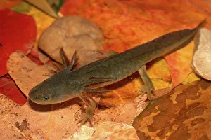 Ambystomatidae: Barred Tiger Salamander Larva