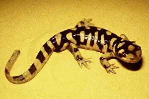 Mary Clay: Barred Tiger Salamander - on sand