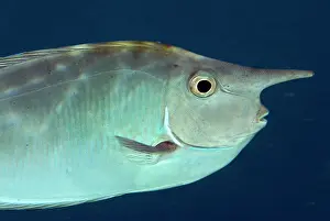 Naso: Barred Unicornfish