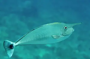 Tepekong: Barred Unicornfish