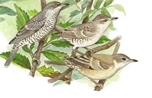 Nisoria: Barred Warbler