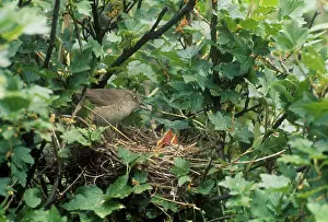 Nisoria: Barred Warbler - adult barred warbler with chicks