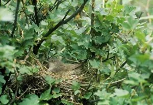 Nisoria: Barred Warbler - adult on the nestS