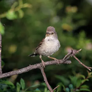Zdenek Tunka: Barred Warbler - adult perched on a branchS