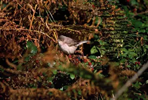 Blackberries: BARRED WARBLER - BY BLACKBERRIES