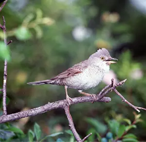 Zdenek Tunka: BARRED WARBLER - on perch, singing
